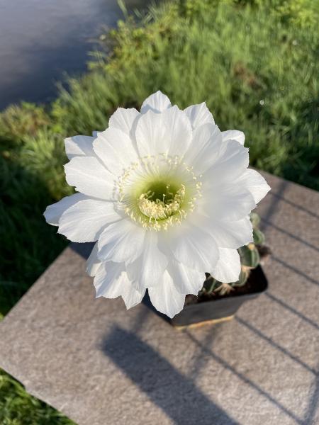 Echinopsis obrepanda weiss